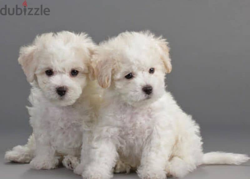 pure white bichon 1