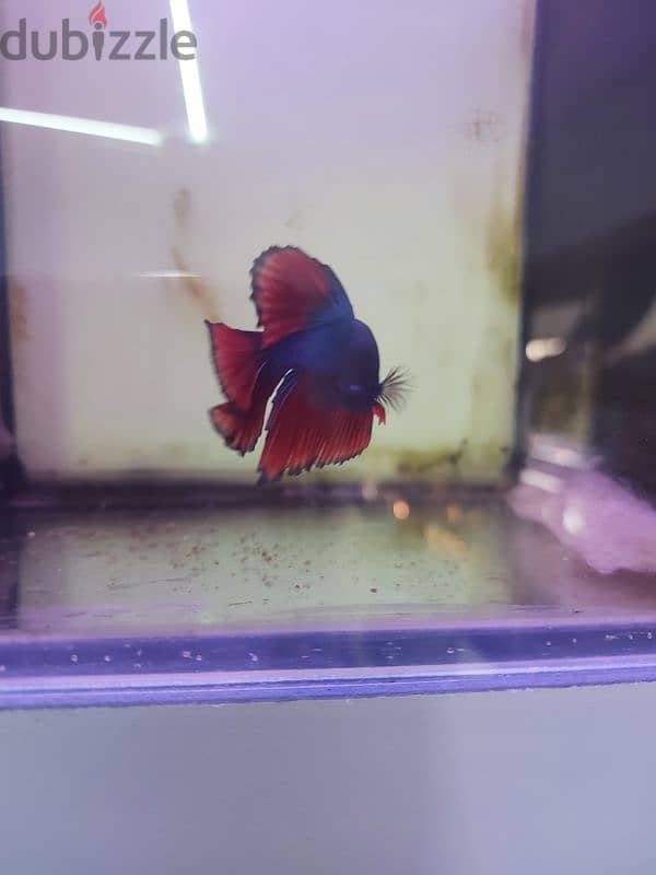 betta fish 1