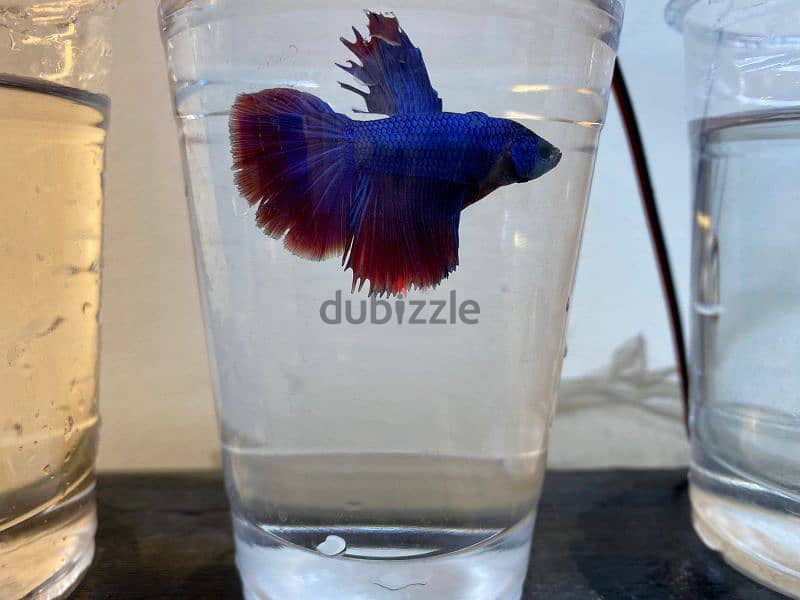 betta fish 2