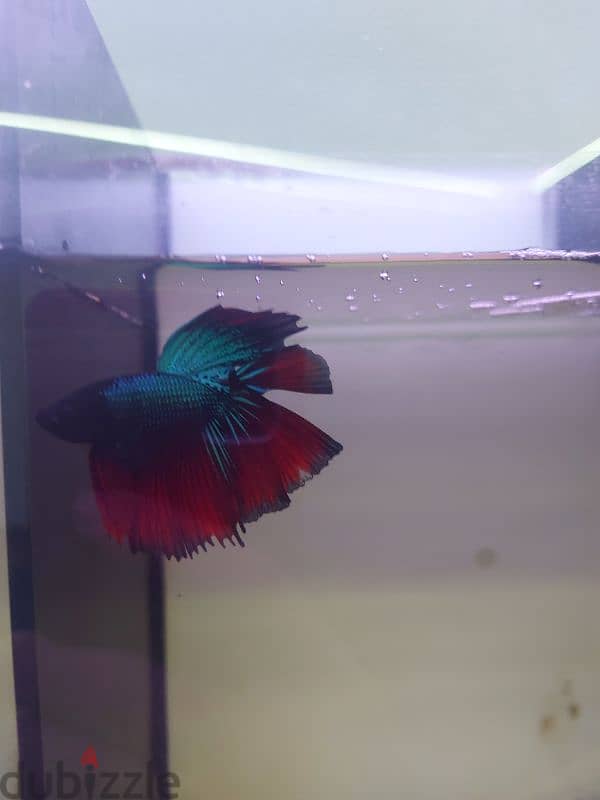 betta fish 3