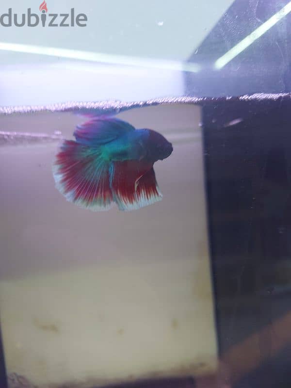 betta fish 4