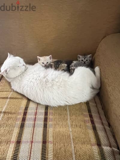 pure kitten with mother