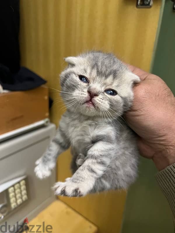 pure kitten with mother 5