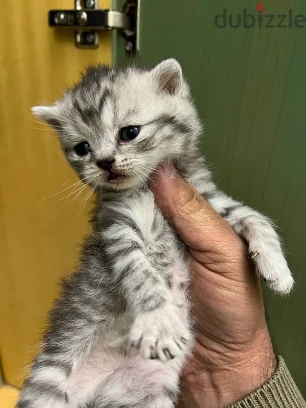 pure kitten with mother 7