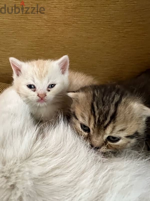 pure kitten with mother 12