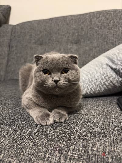 Scottish fold - female