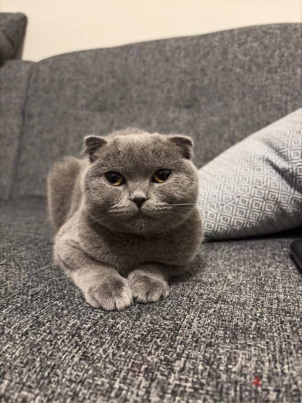 Scottish fold - female 0