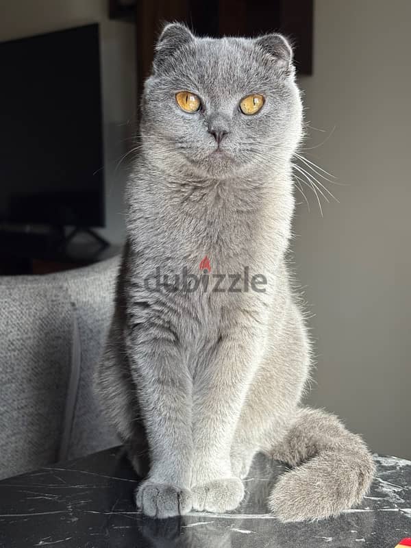 Scottish fold - female 1