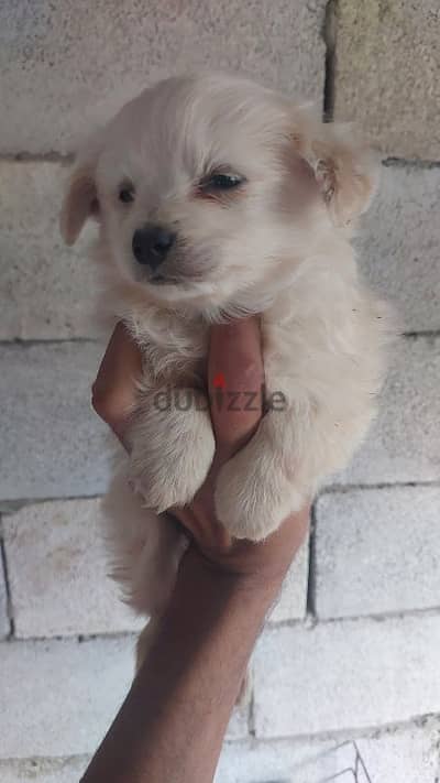 loulou puppies males and females