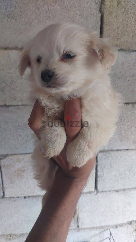 loulou puppies males and females 0