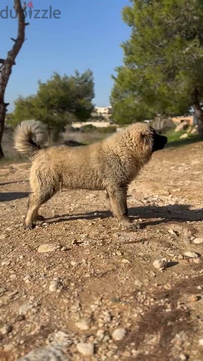 caucasian shepherd