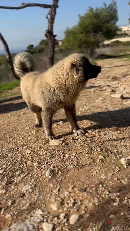 caucasian shepherd 1