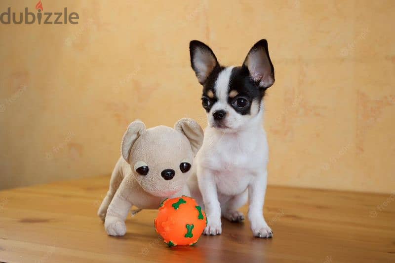 mini chihuahua puppies males available 1