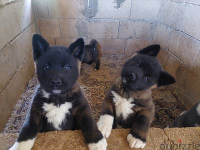 american akita