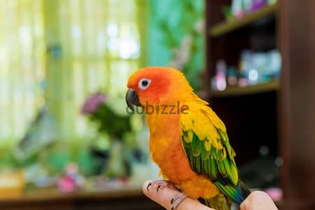 Friendly Sun Conure Parrot Tamed ببغاء صن كونيور اليف