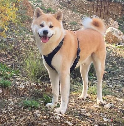 Akita jabanese for sale