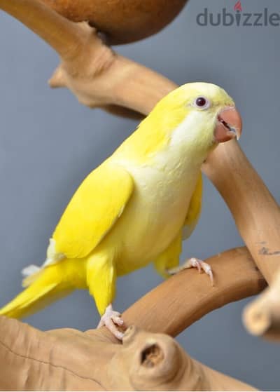 yellow quacker parrot