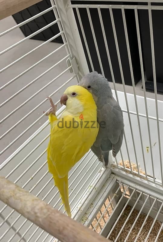 yellow quacker parrot 2