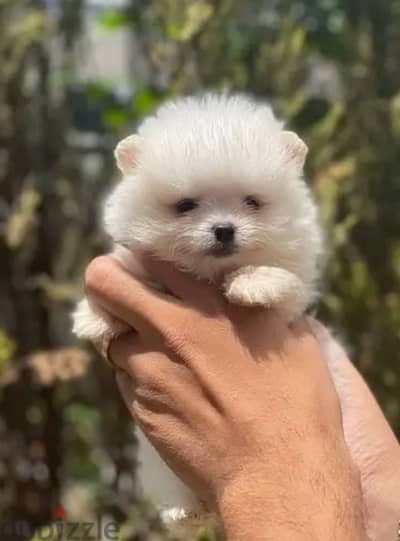 Pomeranian Teacup puppy STAYS SMALL pure breed/Delivery dog / كلب