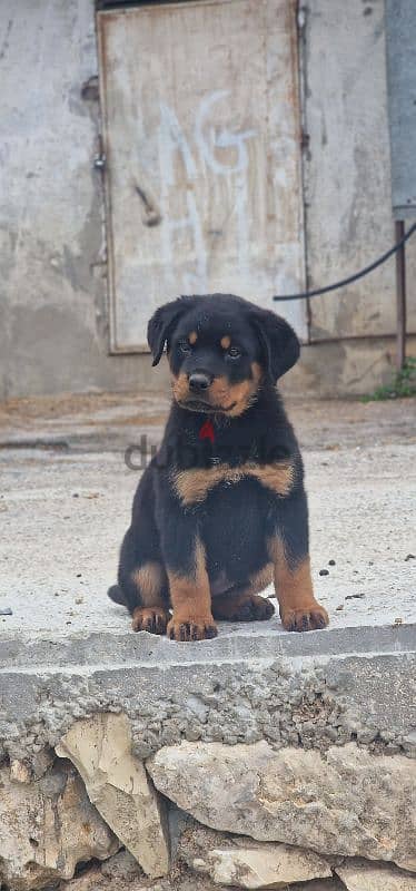 Rottweiler puppy available 0