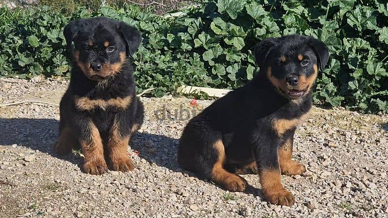 Rottweiler puppy available 1