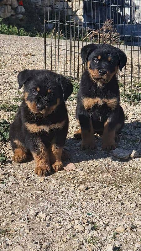 Rottweiler puppy available 2