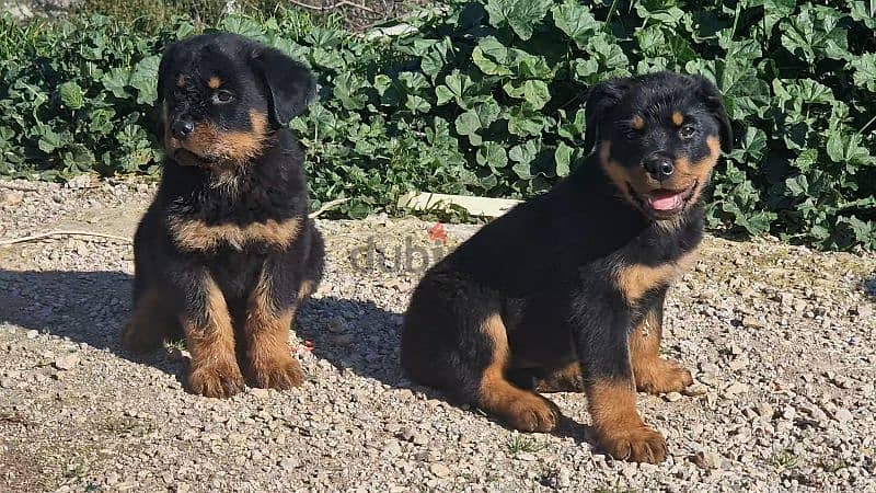 Rottweiler puppy available 3