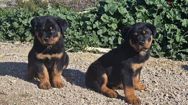 Rottweiler puppy available 4