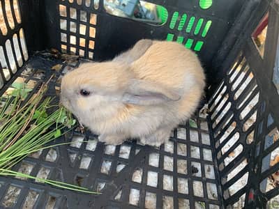 Healthy rabbits well grown