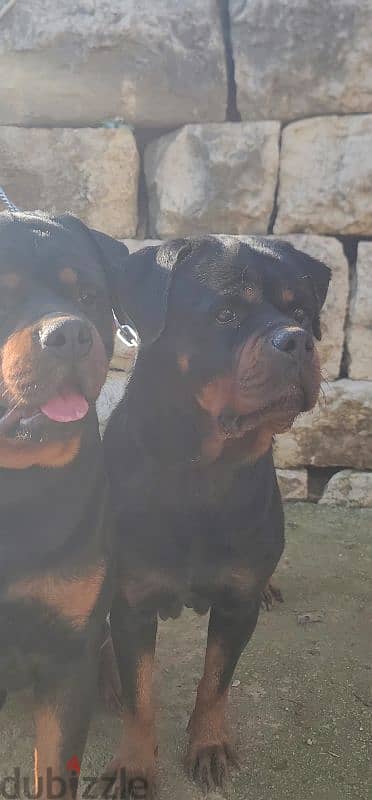 rottweiler Serbia blood 3