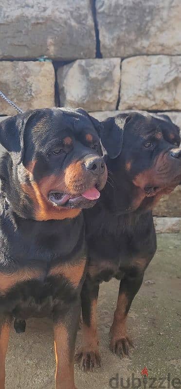 rottweiler Serbia blood 4