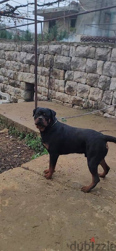 rottweiler Serbia blood 5