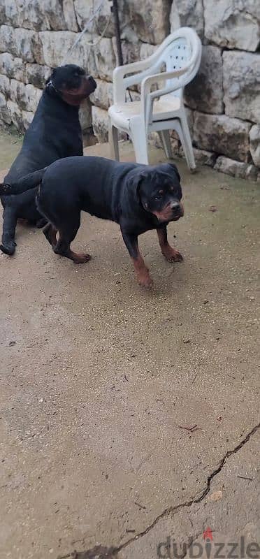 rottweiler Serbia blood 7