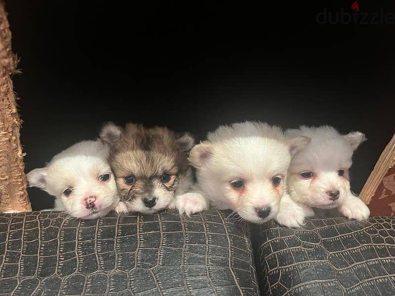 loulou dogs for sale 2