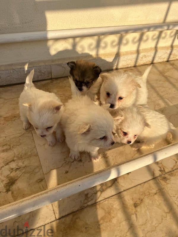 loulou dogs for sale 10