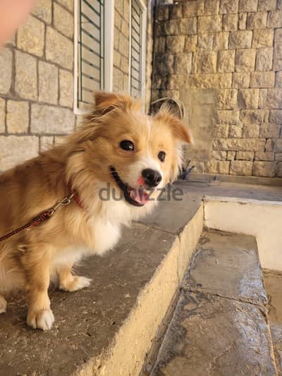 Female dog  loulou mix