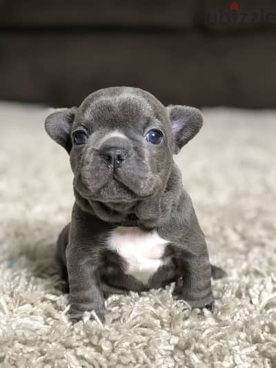 French Bulldog Blue  imported