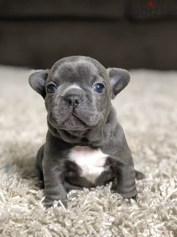 French Bulldog Blue  imported 0