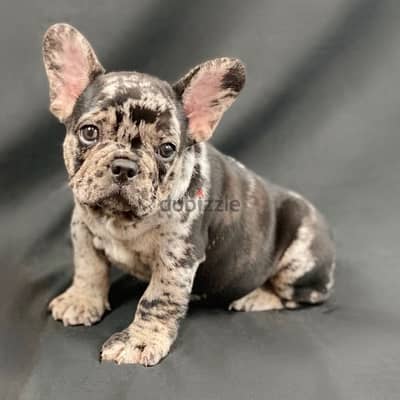 french bulldog merle imported