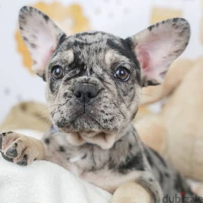 Frenchie French Bulldog Merle imported