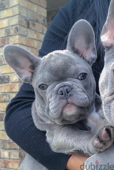 Lilac French Bulldog Puppy Imported