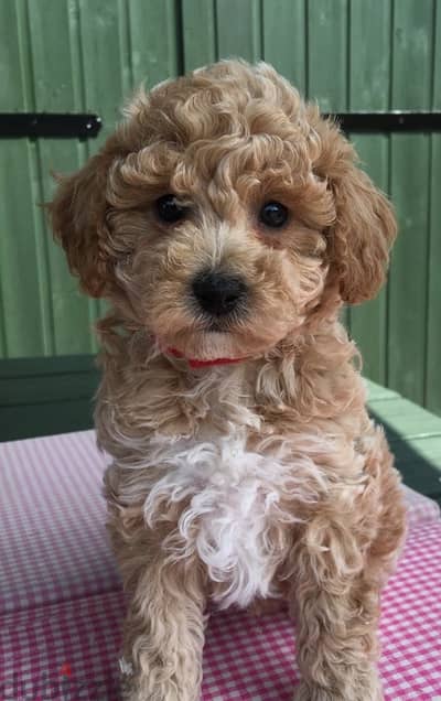 Mini Labradoodle Imported