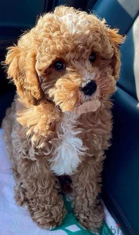 Imported MINI Goldendoodle delivery 0