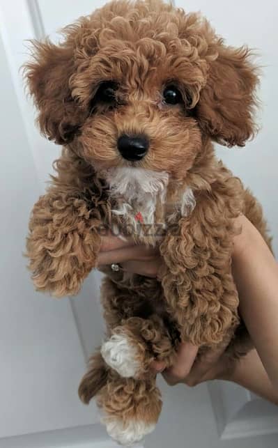 Imported SMALLEST maltipoo puppy