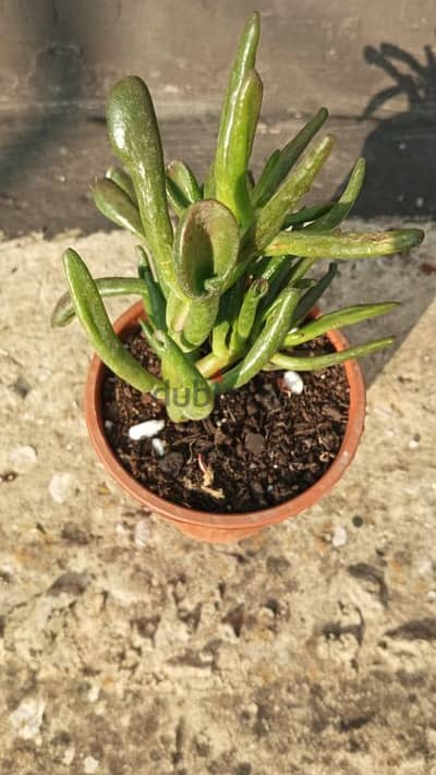 Gasteria succulent