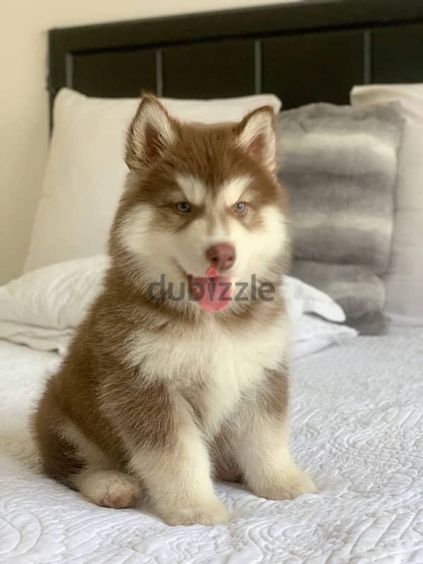 Brown Husky Puppy Imported BLUE EYES 0