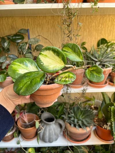 Rare Hoya Plant - Obovata Variegata Splash