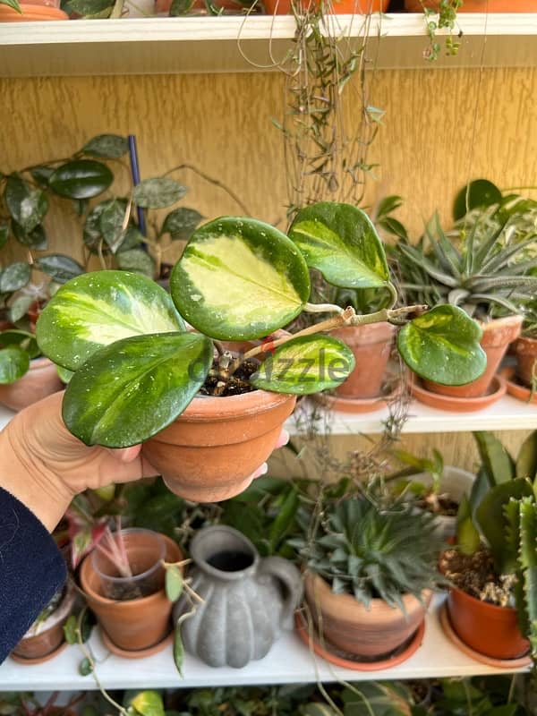 Rare Hoya Plant - Obovata Variegata Splash 0