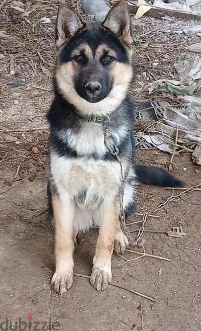 german shepherd husky mix