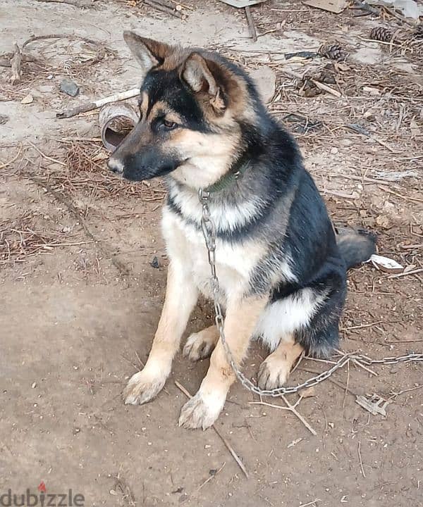 german shepherd husky mix 1